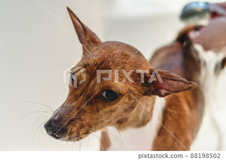 Basenji dog washing and grooming at home 88198502