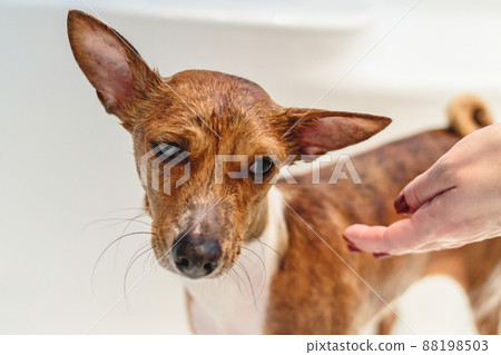 Basenji dog washing and grooming at home Basenji dog washing and grooming at home 88198503