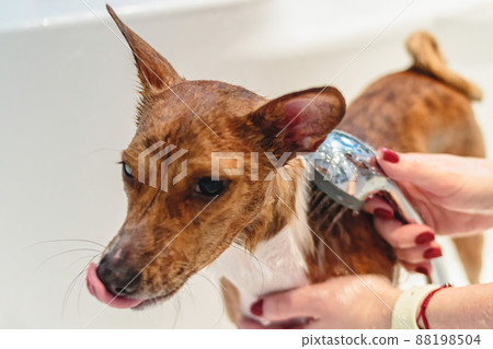 Basenji dog washing and grooming at home 88198504