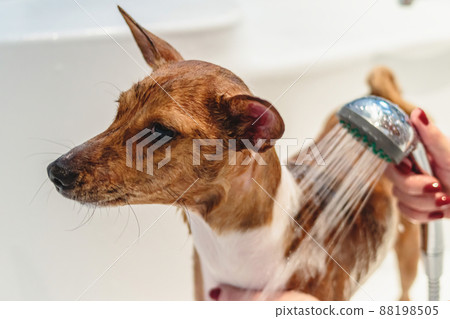 Basenji dog washing and grooming at home Basenji dog washing and grooming at home 88198505