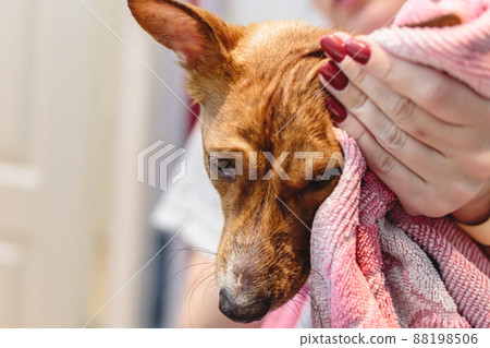 Basenji dog washing and grooming at home 88198506