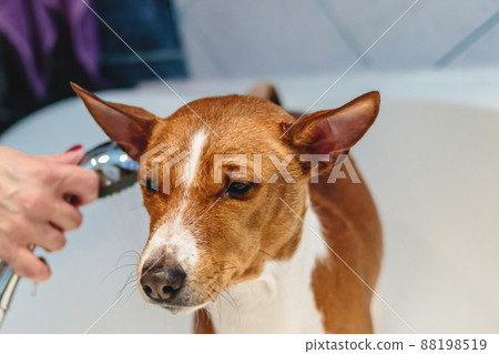 Basenji grooming hot sale