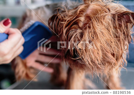 Basenji dog washing and grooming at home Basenji dog washing and grooming at home 88198536