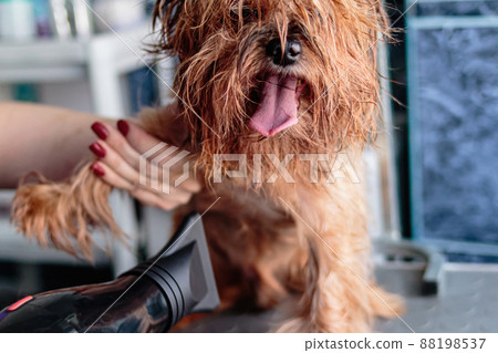 Basenji dog washing and grooming at home 88198537