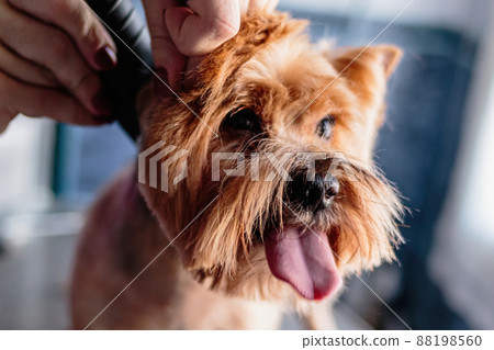 Basenji dog washing and grooming at home 88198560