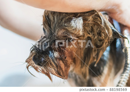 Basenji dog washing and grooming at home Basenji dog washing and grooming at home 88198569