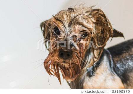 Basenji dog washing and grooming at home Basenji dog washing and grooming at home 88198570