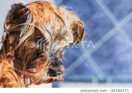Basenji dog washing and grooming at home Basenji dog washing and grooming at home 88198571