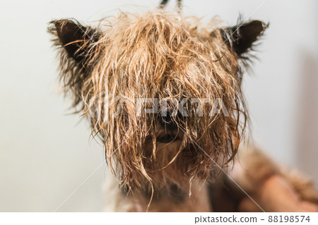 Basenji dog washing and grooming at home 88198574