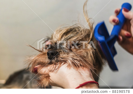 Basenji dog washing and grooming at home Basenji dog washing and grooming at home 88198578