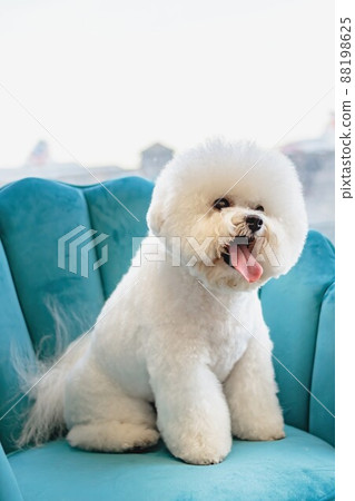 Dog after getting haircut at grooming salon and pet spa 88198625