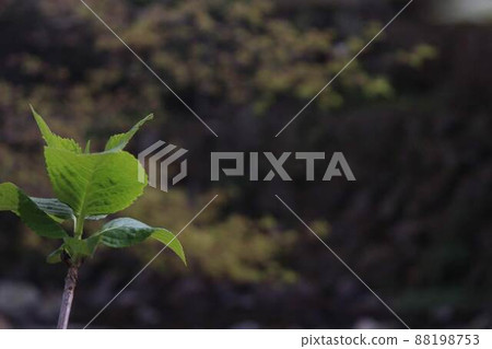 Hydrangea hydrangea 88198753