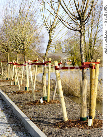 Newly planted trees at roadside with three stakes to support it, roots watering pipe 88198906