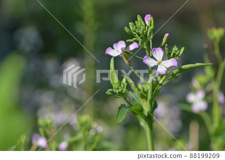 花蘿蔔花與新鮮的綠色景觀 花蘿蔔花與新鮮的綠色景觀 88199209