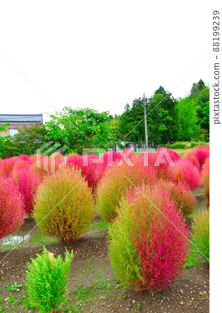 Kokia（新潟縣） 88199239