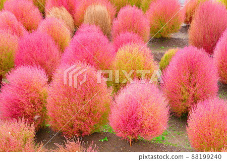 Kokia（新潟縣） 88199240