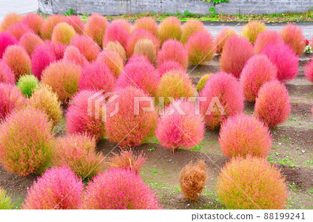 Kokia（新潟縣） 88199241