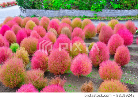 Kokia (Niigata Prefecture) 88199242