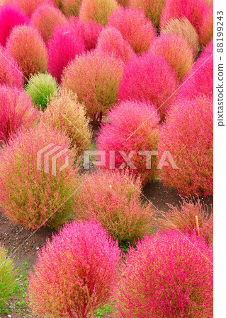 Kokia (Niigata Prefecture) 88199243