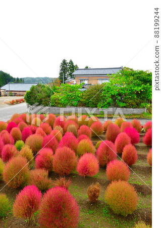 Kokia (Niigata Prefecture) 88199244