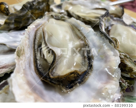 Oyster with shell 88199310