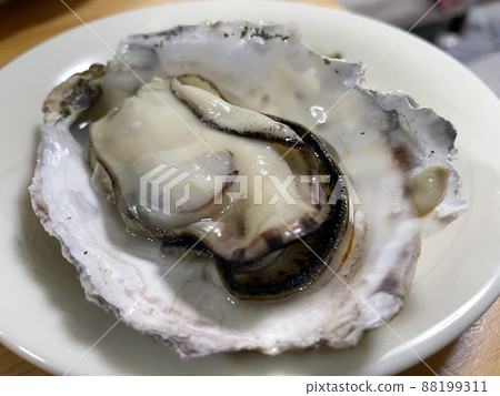 Oyster 88199311