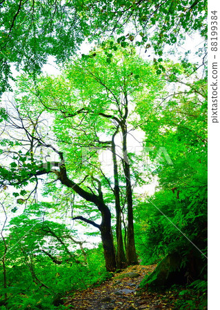 奈奈瀑布步行道（新潟縣） 88199384