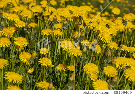 yellow beautiful dandelion flowers with seeds yellow beautiful dandelion flowers with seeds 88199469