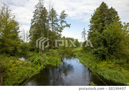 mixed forest with different types of deciduous trees 88199497