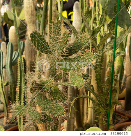 Variety of cacti. Opuntia galapageia in the foreground. Green natural background 88199615