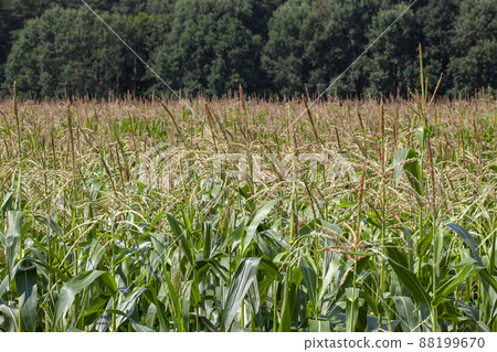 young green corn in the summer young green corn in the summer 88199670