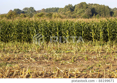 young green corn in the summer young green corn in the summer 88199671
