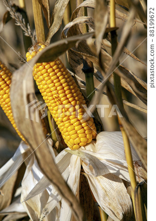 yellow ripe corn fruits in summer yellow ripe corn fruits in summer 88199672