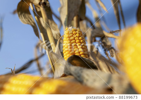yellow ripe corn fruits in summer yellow ripe corn fruits in summer 88199673