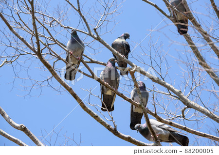 一群鴿子棲息在一棵樹上 88200005