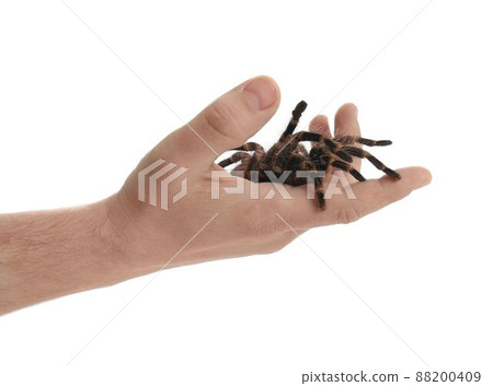 Man holding striped knee tarantula on white background, closeup 88200409