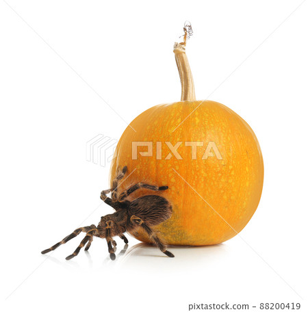 Striped knee tarantula and pumpkin isolated on white. Halloween celebration Striped knee tarantula and pumpkin isolated on white. Halloween celebration 88200419