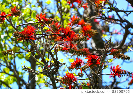 Okinawa's prefectural flower, Deigo flower familiar with Shima Uta 88200705