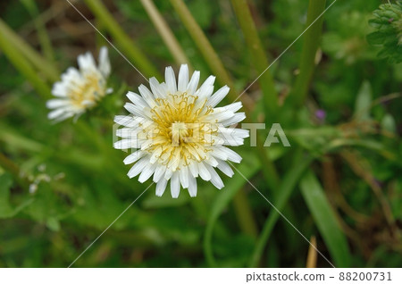 White flower dandelion White flower dandelion 88200731