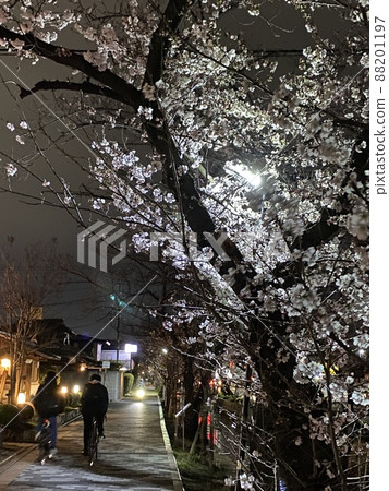 大阪府八尾市玉子川夜櫻 88201197