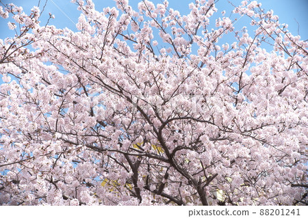 Sakura: Yoshino cherry blossoms [sky background] 88201241