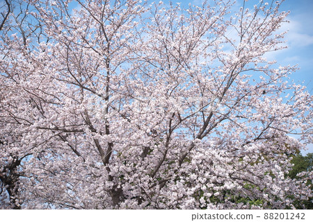 櫻花:吉野櫻花【天空背景】 櫻花:吉野櫻花【天空背景】 88201242