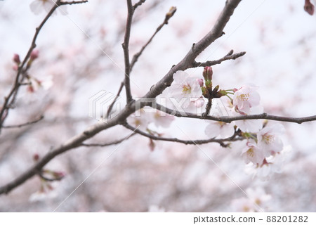 Sakura: Yoshino cherry blossoms Sakura: Yoshino cherry blossoms 88201282