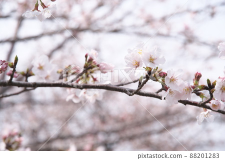 Sakura: Yoshino cherry blossoms Sakura: Yoshino cherry blossoms 88201283