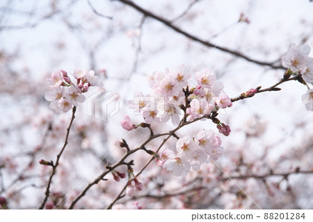 櫻花：吉野櫻花 88201284