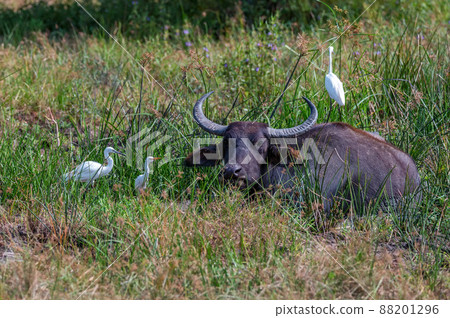 Asian water buffalo or Bubbalus bubbalis in mud 88201296