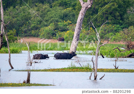 Asian water buffalo or Bubbalus bubbalis in mud 88201298