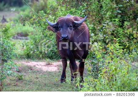 Asian water buffalo or Bubbalus bubbalis in mud 88201300