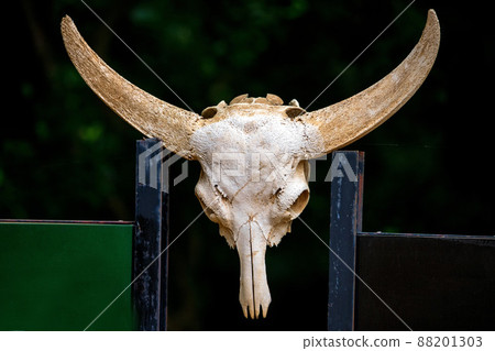 Skull of Asian water buffalo or Bubbalus bubbalis Skull of Asian water buffalo or Bubbalus bubbalis 88201303