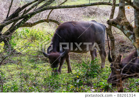 Asian water buffalo or Bubbalus bubbalis in mud Asian water buffalo or Bubbalus bubbalis in mud 88201314